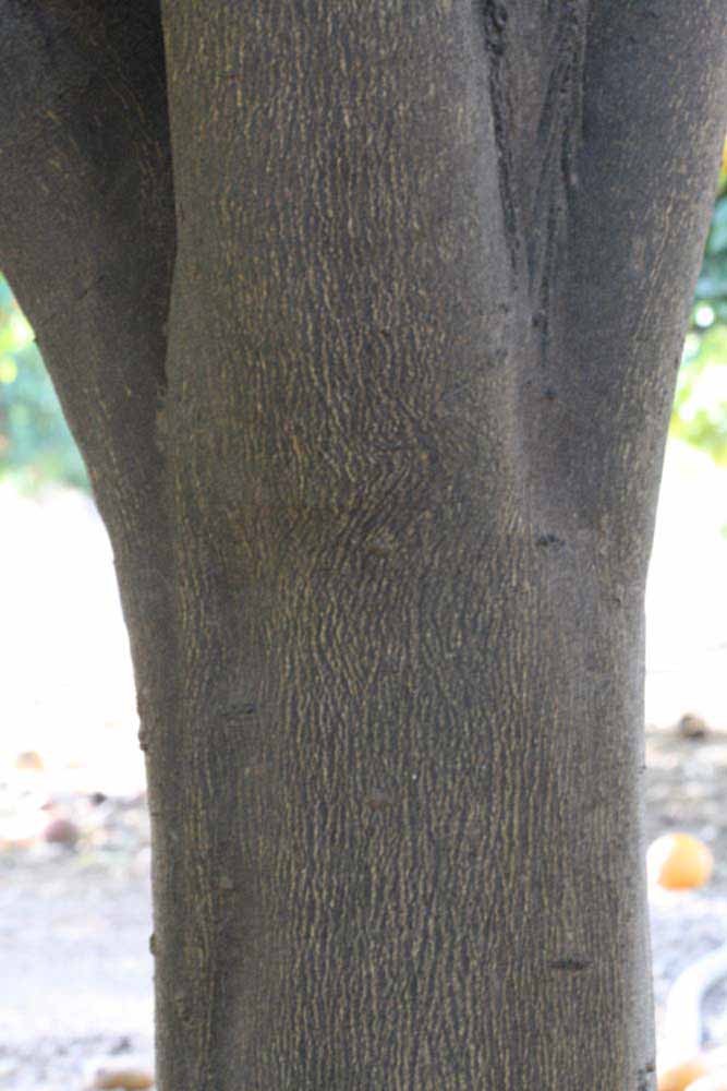              Bark (Riverside, CA)       